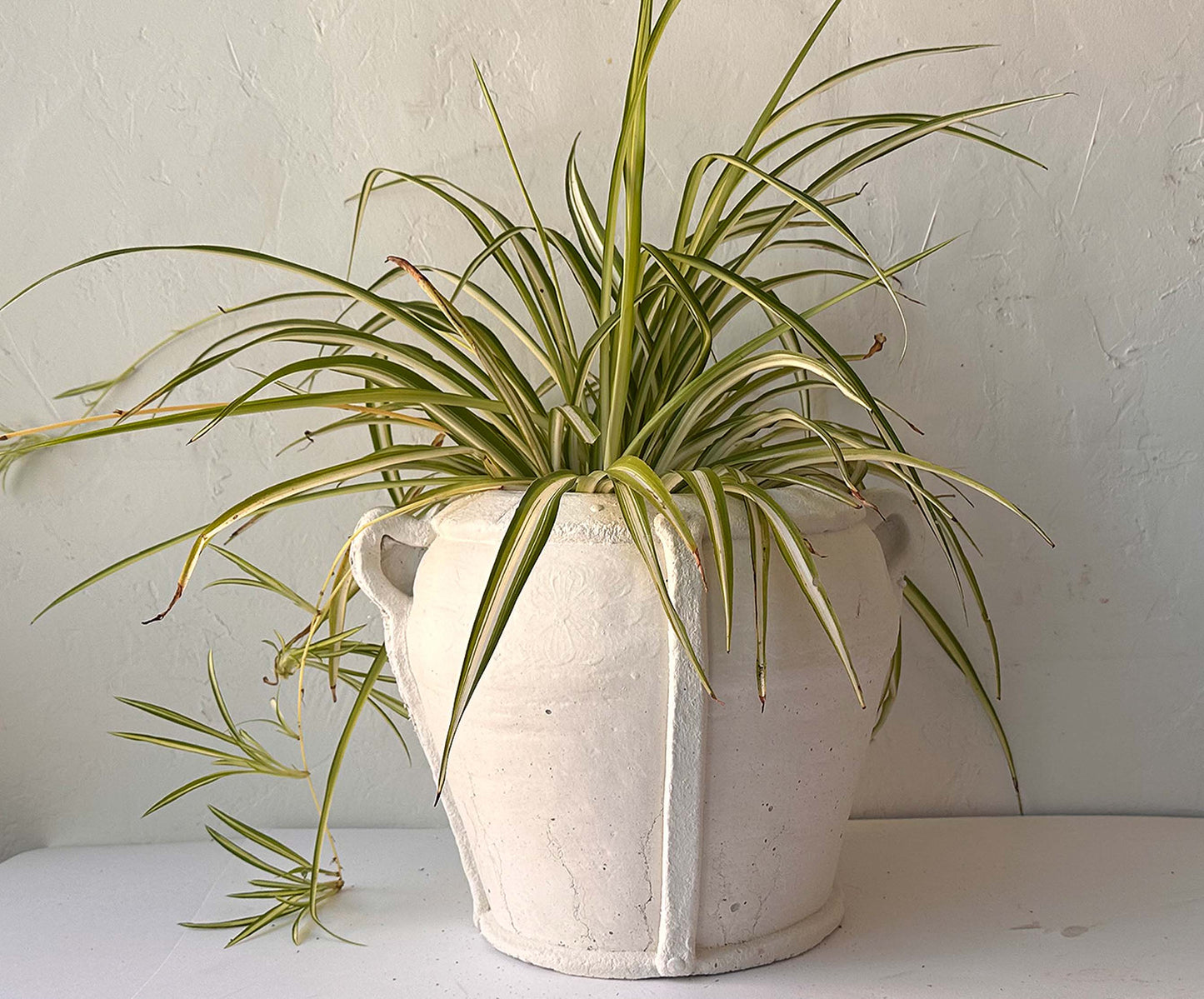 Amphora Pot