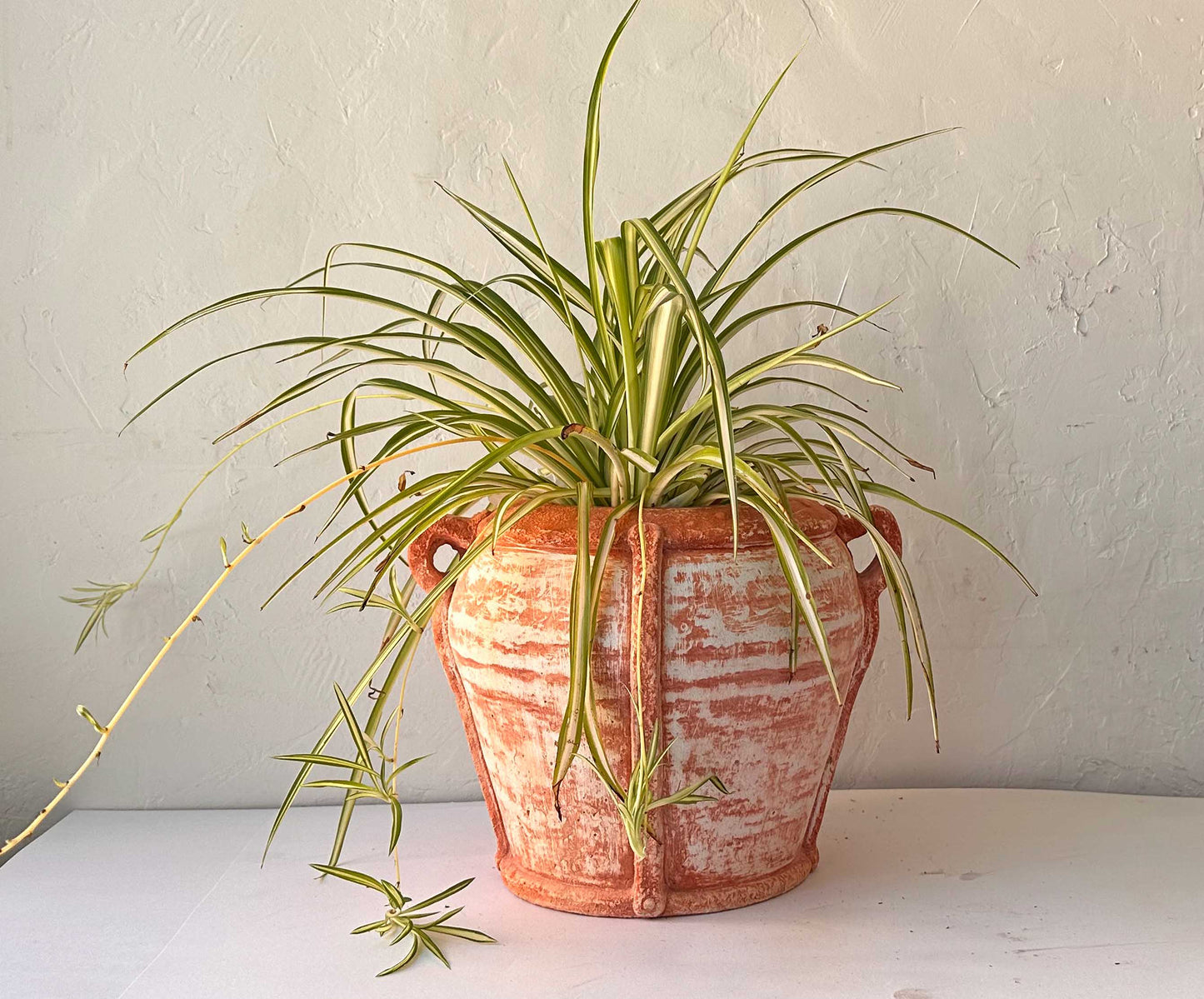 Amphora Pot