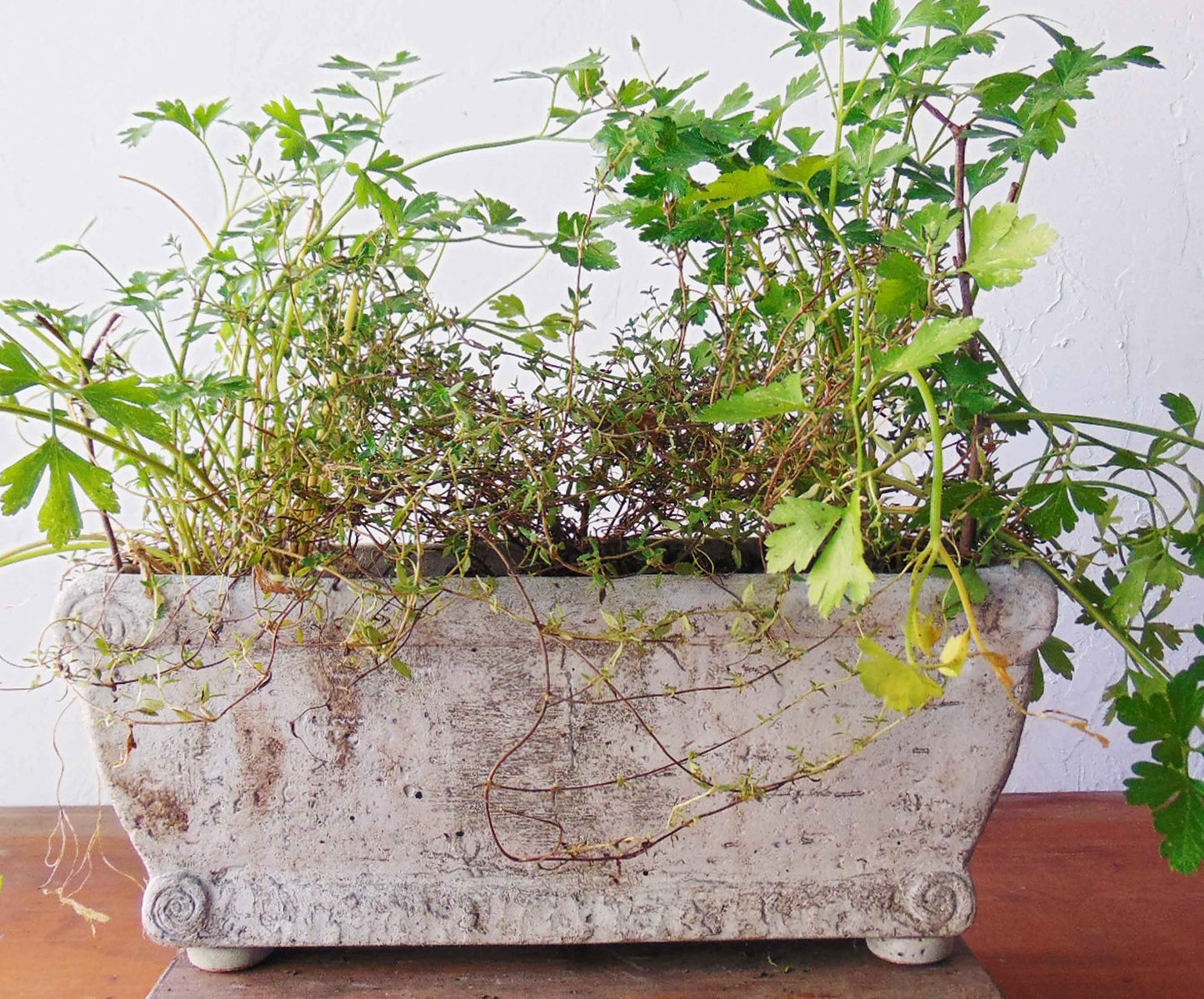 Window Boxes