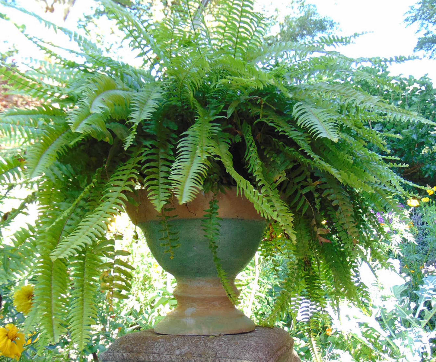 classic planter