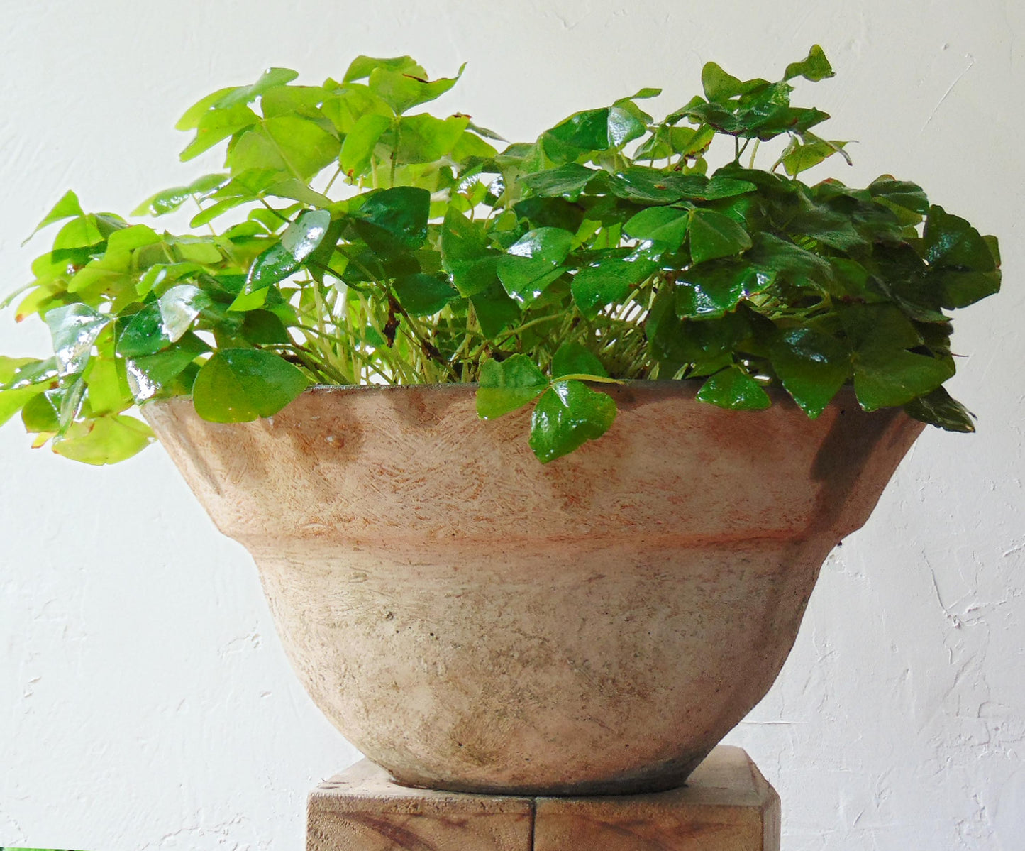 classic planter bowl