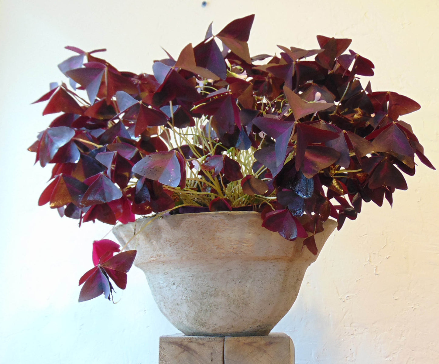 Classic Planter Series