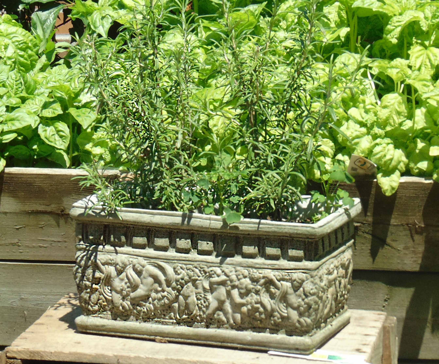 Cherub Window Box Series