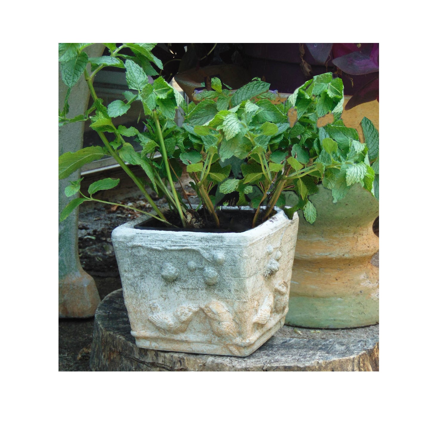 Birds Window Box Series