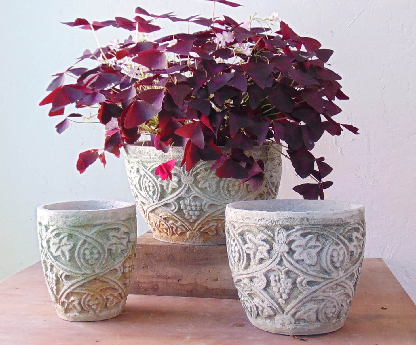 Vine Pot Series