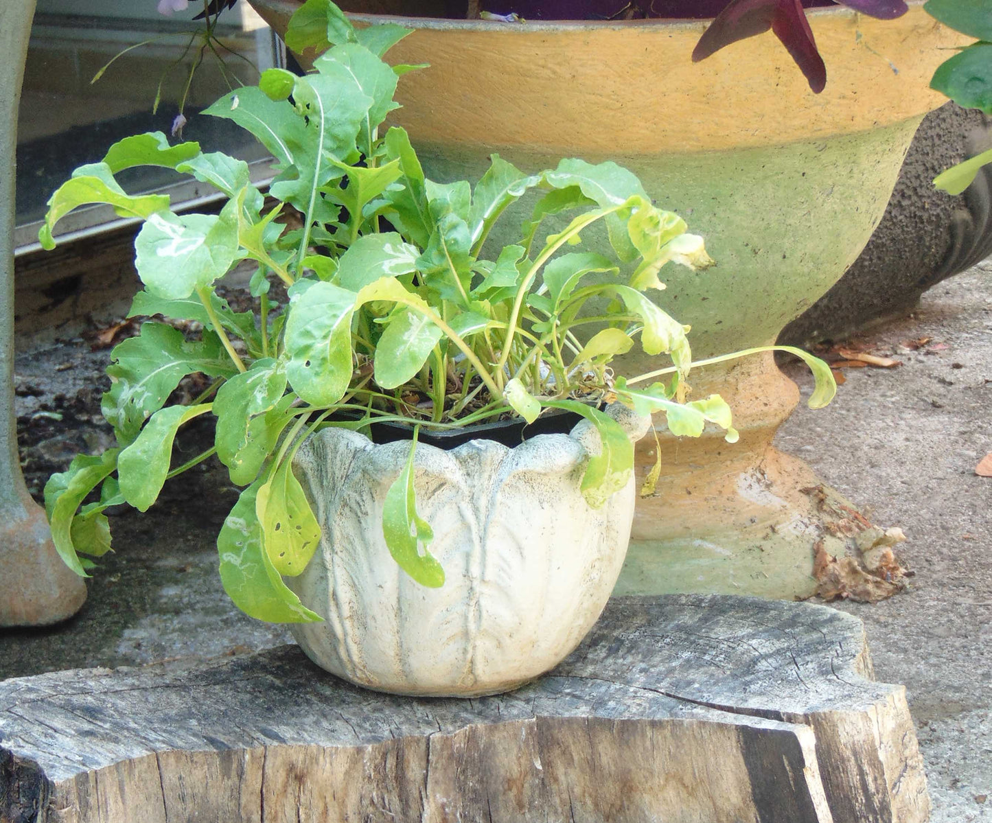 Leaf Pot